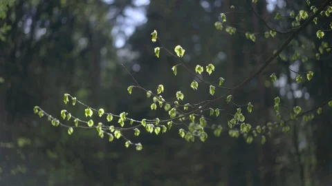Tree Branch In Forest Stock Footage 90306733