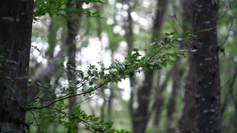 Tree Branch in the Forest 動画素材 313280225