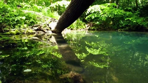 Tree branch in the forest pond	 Stock Footage 149321169