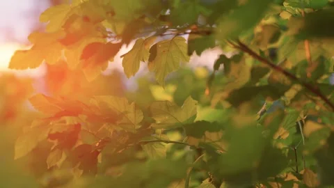 Tree branch with fresh leaves sways in wind under gold hue Video stock 270458445