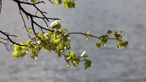 A Tree Branch With Fresh Young Green Leaves Sways Vigorously In A Strong Wind Ov Video stock 310301941
