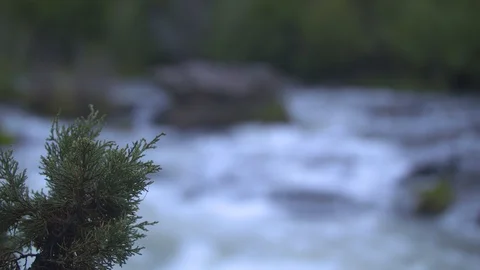 Tree Branch in front of the Deschutes Stock Footage 90494427