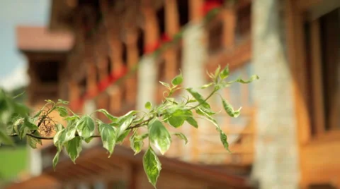 Tree Branch in Front of a Hotel Stock Footage 36052482