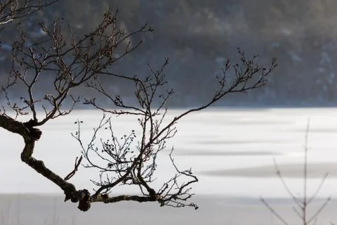 Tree branch in front of lake Stock Photos
