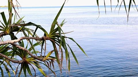 A tree branch is in front of the ocean Stock Photos