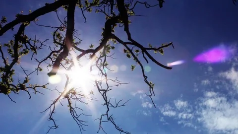 Tree branch in front of the sun Stock Footage 98678734
