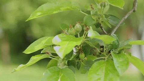 Tree branch with fruit Stock Footage 76019657