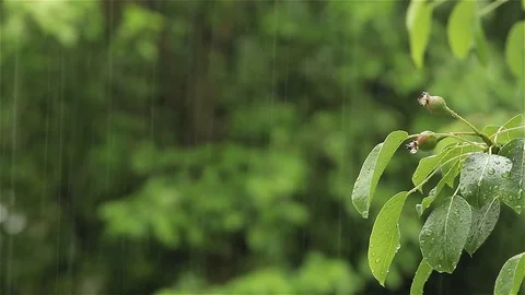 Tree branch with fruit in the rain Stock Footage 75987066