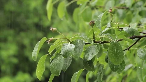 Tree branch with fruit in the rain Stock Footage 75987537