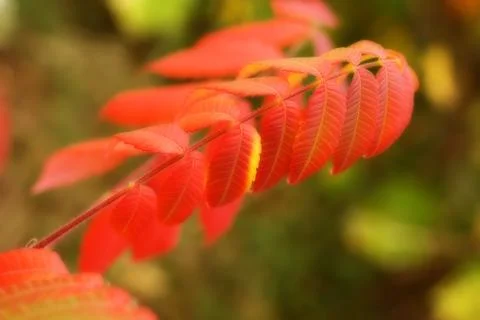 Tree branch in full fall colors. Stock Photos