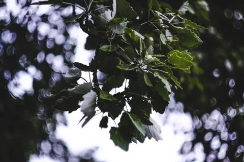 Tree branch full of green leaves over blurred bokeh background in Pamplona Stock Photos