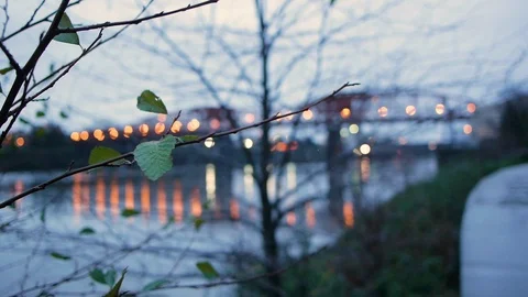 Tree Branch in a Gentle Breeze Stock Footage 93493273