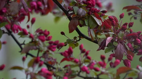 Tree branch gently moving in the breeze with pink flowers Stock Footage 62846139