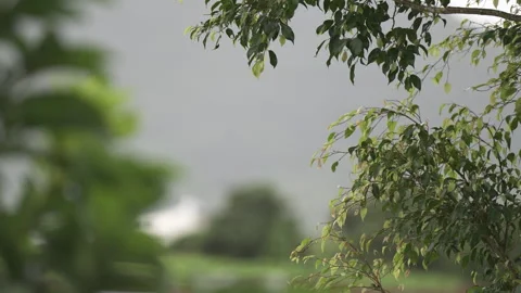 Tree Branch Gently Moving in Calm Wind Under Daylight Stock Footage 331140082