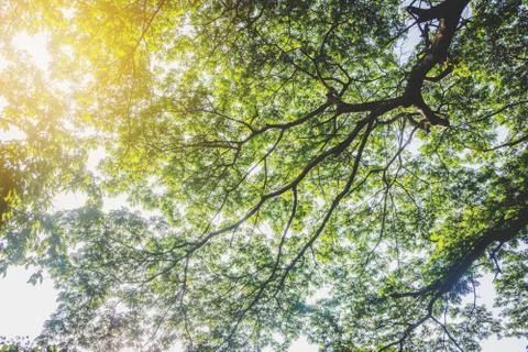 Tree branch with gradient Stockfoto's