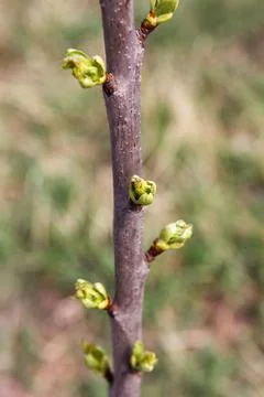 Tree branch with green buds emerging in early spring season. Stock Photos