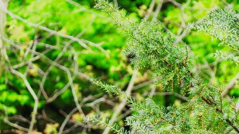 Tree Branch Green Video stock 88675354