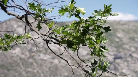 Tree Branch with green leafs Stock Footage 242025260
