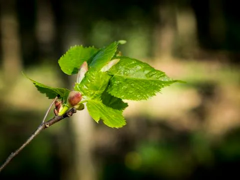 Tree branch with green leaves on a blurred background Stock Photos