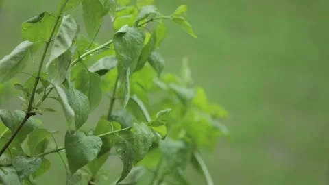 Tree branch with green leaves close-up Stock Footage 238002562