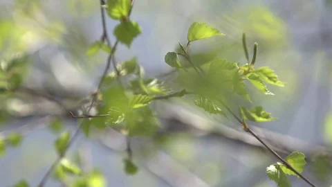Tree branch with green leaves Stock Footage 76003701