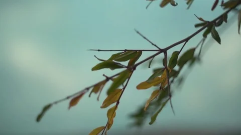 Tree branch with green leaves Stock Footage 83184608