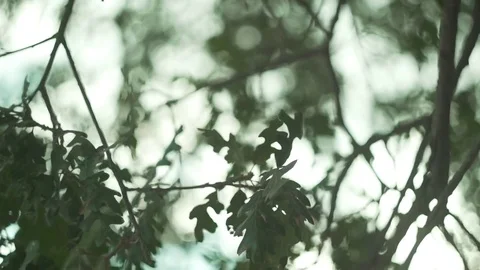 Tree branch with green leaves Stock-Footage 83184656