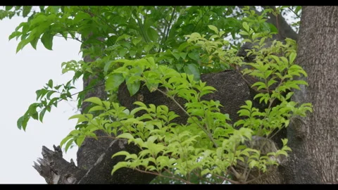 Tree Branch with Green Leaves Moving in Wind, No People Stock Footage 330691209