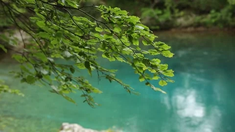 Tree branch with green leaves over a mountain lake with blue water. Stock Footage 245347872