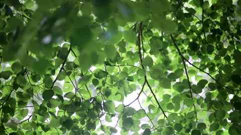Tree branch with green leaves on a summer day. Stock Footage 317755218