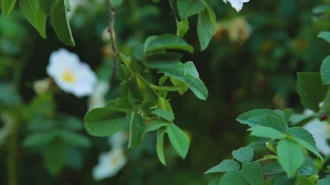 Tree branch with green leaves on which sits ladybug then it flies away Stock Footage 90518182