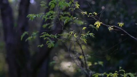 Tree branch with green leaves in the wind. Stockbeeldmateriaal 131363150
