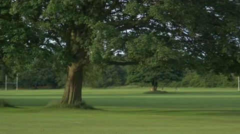 Tree Branch Green Park 動画素材 56852410