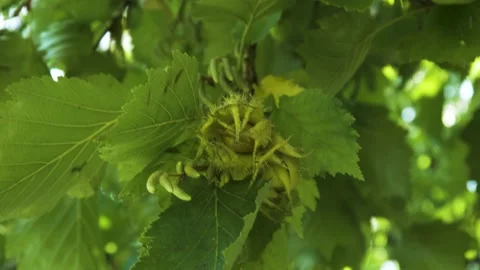 Tree branch with green walnuts, close-up, street, day Stock Footage 165730121