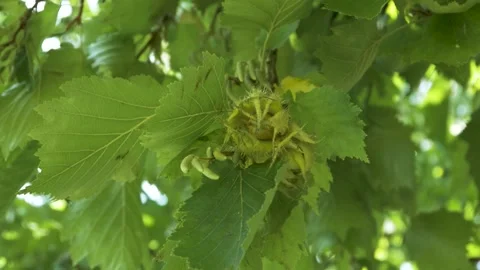 Tree branch with green walnuts, close-up, street, day Stock Footage 165730142