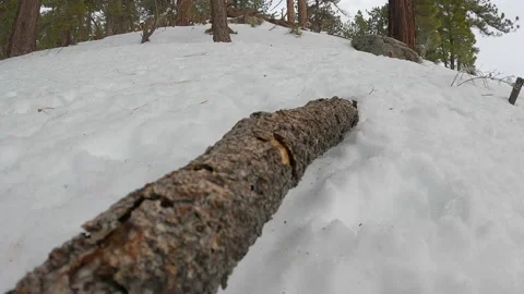 Tree branch in the ground covered with snow Stock Footage 231810389