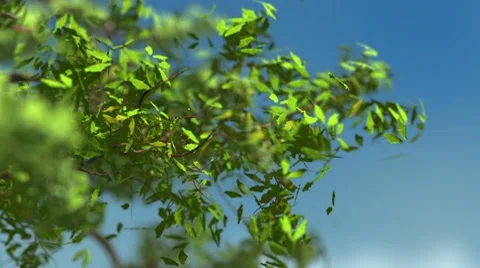 Tree branch growing Stock Footage 10770311