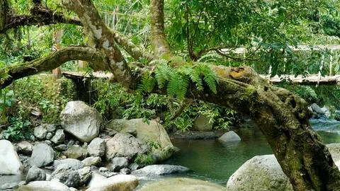 A tree branch is growing over a river Stock Photos