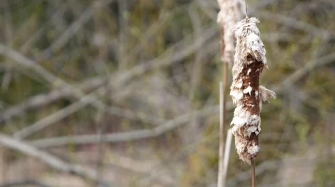 Tree Branch Growth Blowing in the Wind Stock Footage 49943496