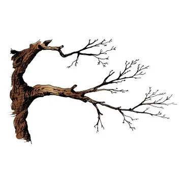 Tree branch. Hand drawn vector illustration of tree branch without leaves. Is Stock Illustration