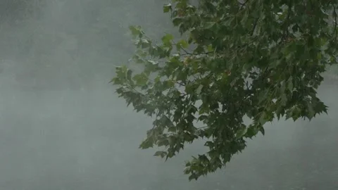Tree Branch Hanging Over Snowy Lake Stock Footage 282826169
