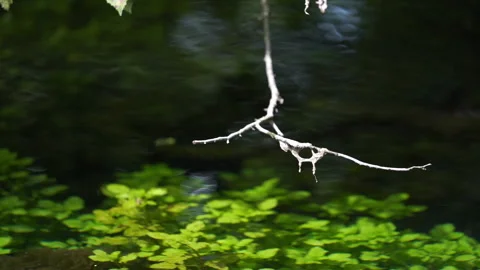 Tree Branch Hanging Over the Water 動画素材 313284364