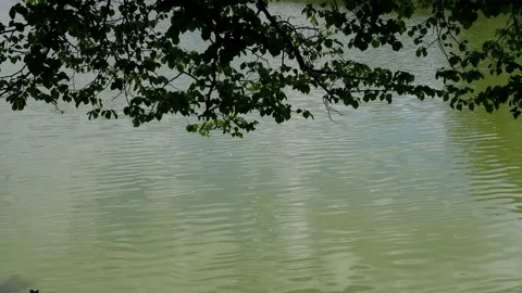 A tree branch hangs over the pond. The waves in the pond are moving. Stock Footage 155509649