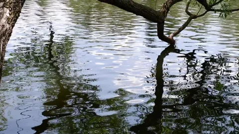 A tree branch hangs over the pond. The waves in the pond are moving. Stock Footage 155510706
