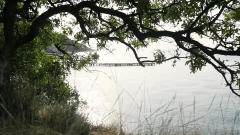 A tree branch hangs over the water. beautiful natural landscape Stock-Footage 148973926