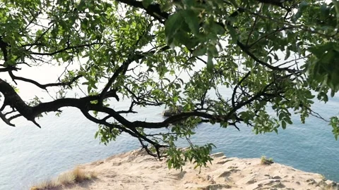 A tree branch hangs over the water. beautiful natural landscape Stock-Footage 149023862