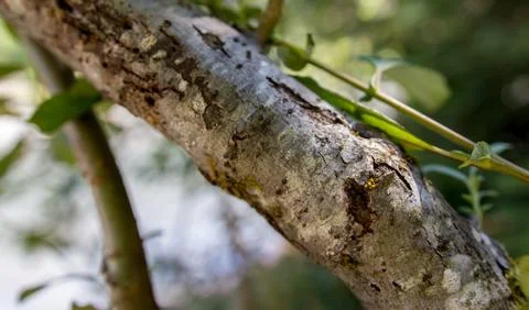 A tree branch in the Hoh Rainforest Stock Photos