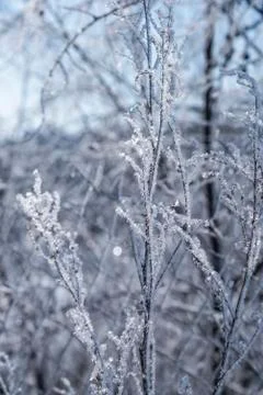 Tree branch ice covered on blurred natural background. Hoarfrost on dried flo Stock Photos