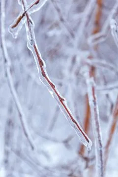 Tree branch in ice Stock Photos