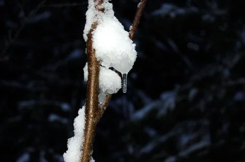 Tree branch with icicle, spring forest, trees, drops, thaw Stock Photos